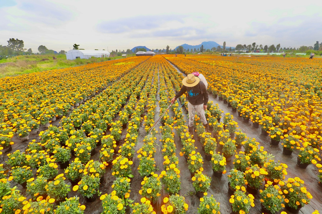 La Jornada Aumenta Xochimilco producción de cempasúchil en 40 por ciento