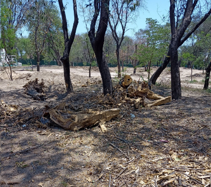 La Jornada Denuncian nuevo ecocidio en Parque Niños Héroes en NL