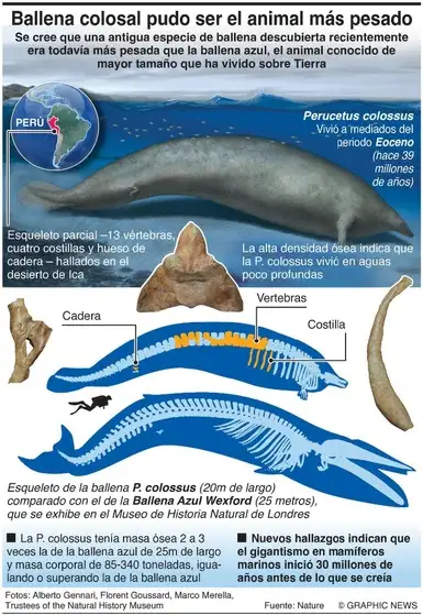 La Jornada Hallan En Per F Sil De Ballena Colosal Puede Ser El