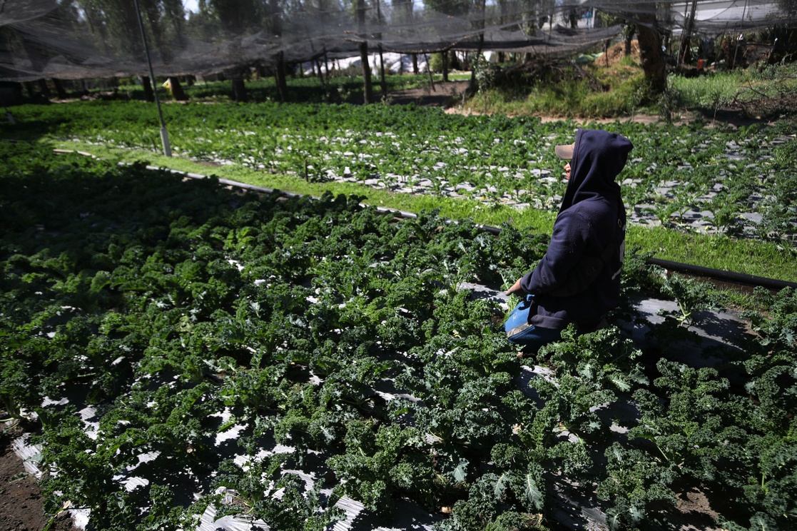 La Jornada Luchan Por Conservar La Agricultura Tradicional