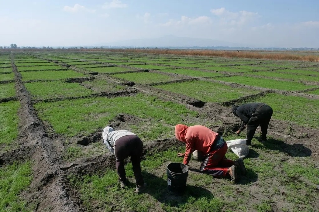 La Jornada Productores De San Andr S Mixquic Exigen Apoyo Al Gobierno