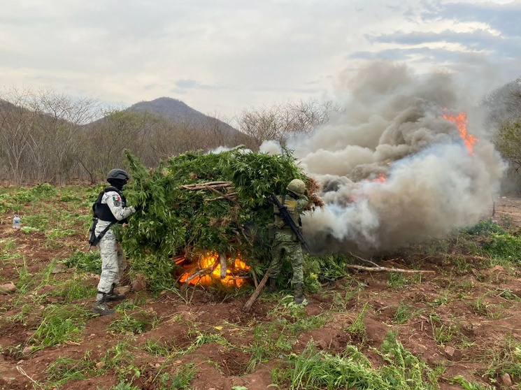 La Jornada Sedena y GN destruyen 28 mil plantas de mariguana en Michoacán