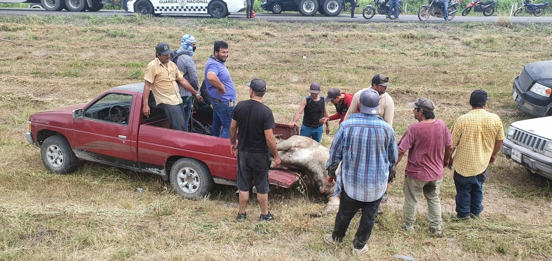 La Jornada Vuelca tractocamión con ganado en autopista Culiacán Mazatlán