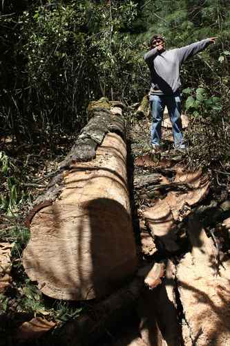 La Jornada: Tala clandestina en el Desierto de los Leones