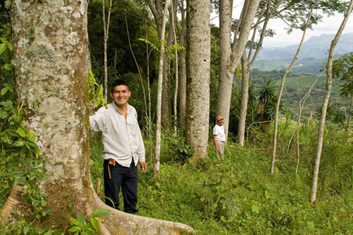 Plantación Forestal establecida en 1997, Chilón, Chiapas. Imagen tomada 2020 (AMBIO)