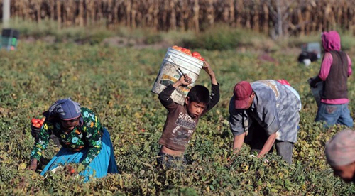 Trabajo infantil y explotación laboral, cruda realidad en México. El Observador de la Actualidad Ignacio Juárez / La Jornada Michoacán
