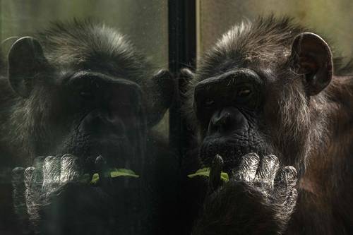 En su espacio en el zoológico Dvur Kralove, un chimpancé come a la vez que en una pantalla gigante observa a otro del parque de Brno como parte de un proyecto de entretenimiento, mientras dichos recintos de esas ciudades checas permanecen cerrados debido a la pandemia de Covid-19.