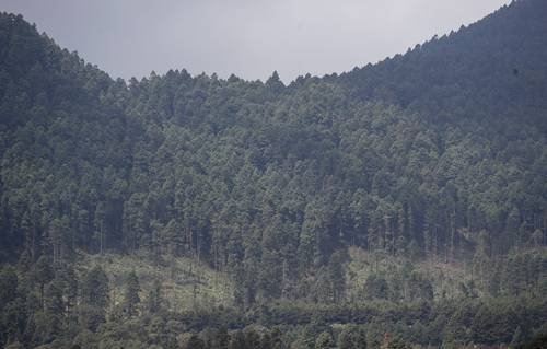 Empresas forestales comunitarias tienen que competir en desventaja con una gran cantidad de productos de origen ilegal. La imagen muestra la tala clandestina e invasiones a zonas protegidas en el Ajusco, en la Ciudad de México.