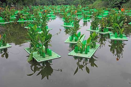 En el lago Sanjay Van, en Nueva Delhi, el gobierno instaló vigas flotantes con pasto paraguas, que absorbe los contaminantes del agua.