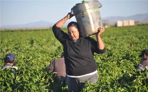 Por cada dólar que gana un varón blanco, una migrante de América Latina recibe 0.57 dólares.