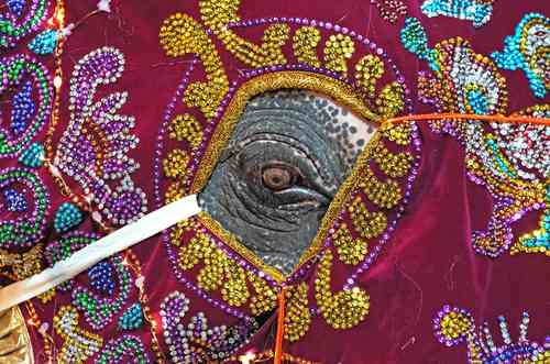 Un elefante decorado espera para participar en una procesión durante Navam Perahera, festival anual del templo budista, en Colombo, Sri Lanka.