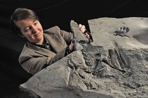 Natalia Jagielska observa el fósil del reptil alado, de 170 millones de años. Es el más grande de su tipo descubierto del periodo Jurásico.