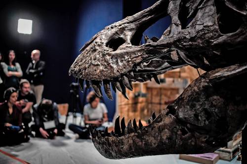 Esqueleto de Tyrannosaurus rex en el Museo Nacional de Historia Natural, en París.