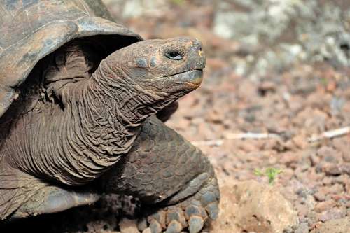 Un estudio de ADN determinó que las tortugas gigantes que habitan en San Cristóbal, isla del archipiélago de Galápagos, son una nueva especie que todavía no ha sido descrita por la ciencia, señaló el Ministerio del Ambiente de Ecuador.
