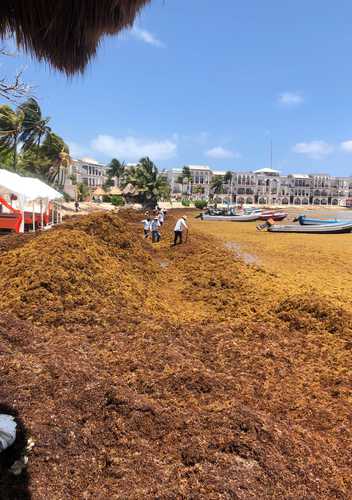 El Consejo Coordinador Empresarial del Caribe de la Riviera Maya exigió que se destinen más elementos al retiro del alga, antes de que se descomponga y el mal olor se convierta en un problema de salud.