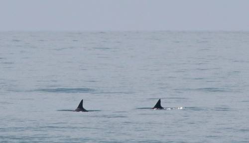  Dos ejemplares de vaquita marina retratadas por una misión científica a bordo del barco Sharpie, de la organización Sea Shepherd Conservation Society, durante la Operación Milagro de 2019 en el Mar de Cortés. Foto Sea Shepherd