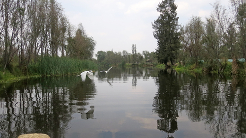 Canales de Xochimilco.  Hernán García Crespo