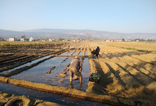 Riego rodado en cultivo de maíz, zona chinampera de San Pedro, Tláhuac.