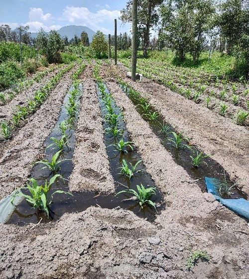 Riego para trasplante de brócoli, en el llano de San Andrés, Mixquic.