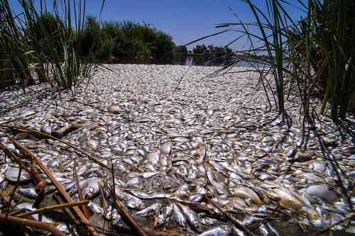 Autoridades de Mexicali señalaron el fenómeno “vuelco térmico” como probable causa de muerte de peces en las lagunas México y Xochimilco, en la capital de Baja California.