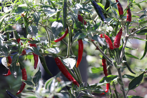 El chile como método agroecológico para combatir plagas.  Tonatiuh Vera Balanzario CORENADR