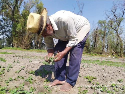 Deshierbe manual de verdolaga en el Ejido de Mixquic, Tláhuac.  Lizet Marín Jurado