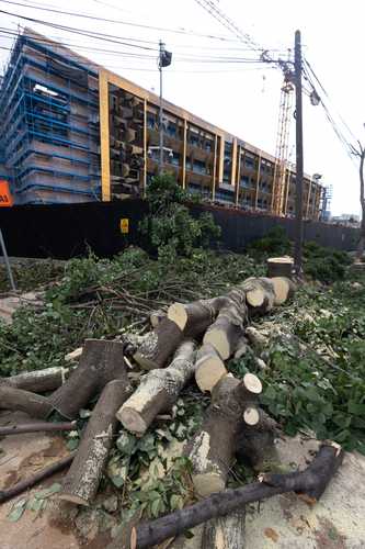 Trabajadores de la obra que será la nueva sede de la embajada de Estados Unidos talaron otros 10 árboles en la calle Presa La Angostura y calzada Legaria, en la colonia Irrigación.