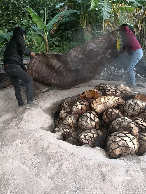 Destapando el horno con papalomé ya cocido en Teozacoalco, Nochixtlán, Oax.  Felipe Palma