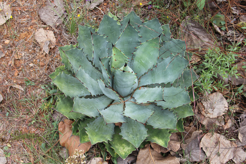 Agave maximiliana.  Carlos Lucio