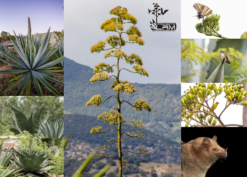 Rescate, conservación y propagación de agaves mezcaleros a través de semillas propiciando la interacción con la biodiversidad que los rodea. Matías Domínguez Laso
