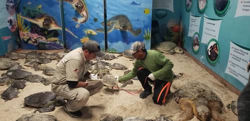  Al menos 73 tortugas de la playa La Pesca, en el municipio tamaulipeco de Soto La Marina, que presentaron signos de hipotermia, fueron resguardadas por las autoridades para su rehabilitación.