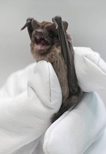 Mary Warwick, directora de vida silvestre de la Sociedad Protectora de Animales de Houston, sostiene un murciélago mexicano de cola libre o cola de ratón mientras se recupera del congelamiento.