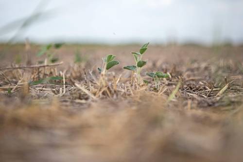 Argentina sufre la peor sequía en 60 años, la cual amenaza su cosecha de soya.