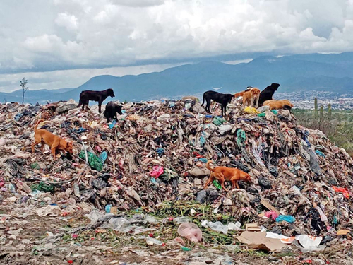 Perros que habitan en el basurero, al fondo se aprecia la ciudad de Tehuacán. Comité de Bienes del Pueblo y Vigilancia