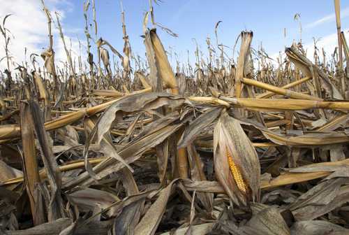 La disputa con México por el maíz genéticamente modificado no tiene motivos políticos, declaró la USTR.