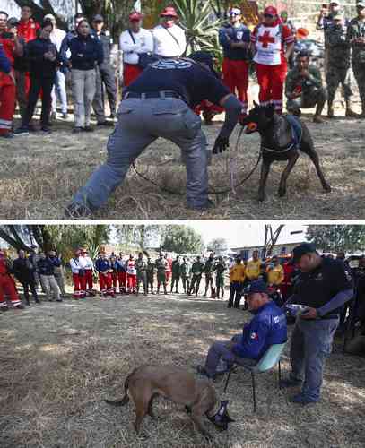 Entrenadores de varios países participaron en un encuentro sobre adiestramiento canino en CU.