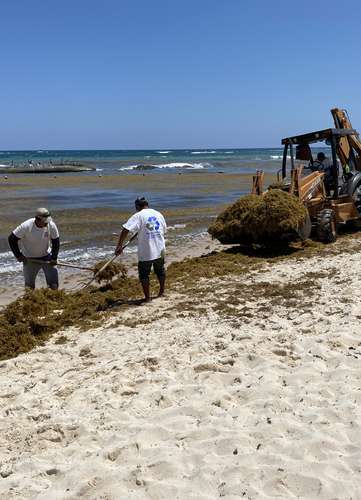 Recicladores recolectan el alga marina que se acumula en la playa del hotel Bahía Príncipe, en Tulum, Quintana Roo.