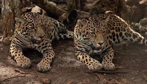Jaguares (Panthera onca) descansan a la sombra de un árbol en la reserva de la biosfera de Calakmul, ubicada en Campeche.