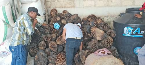 Campesinos de la comunidad de El Calvario, municipio de Teloloapan, en la zona norte de Guerrero, reúnen piñas de agave para la elaboración de mezcal artesanal.