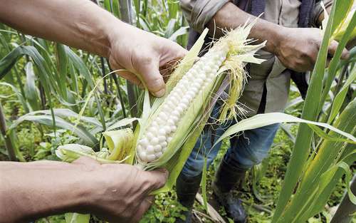 El índice de autosuficiencia de México en maíz es de sólo 64 por ciento, lejos del 81 por ciento que se tenía en 2001.