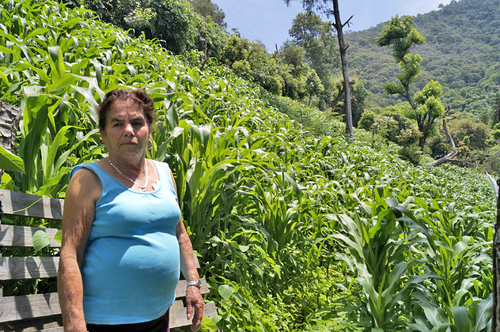 Rosita Vega en su milpa, Landa, Guerrero, 2022. Alma R. Flores