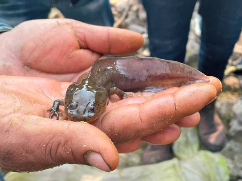 El anfibio es endémico de México, pero en la actualidad se encuentra en peligro de extinción.