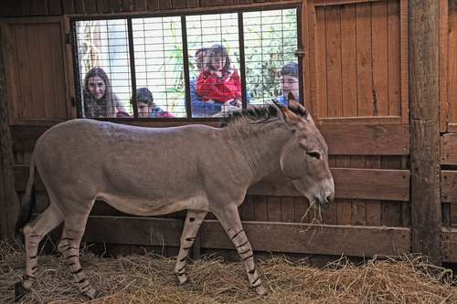 Julieta (Equus asinus somalicus), en Buin Zoo de Santiago, es parte de un plan de conservación.
