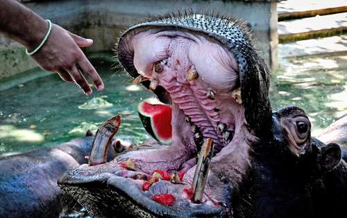 Un hipopótamo come sandía congelada para refrescarse en el zoológico Bioparco durante una ola de calor en Roma.