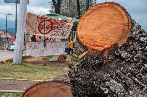 Uno de los 42 árboles que fueron talados en la avenida Lázaro Cárdenas por el gobierno morenista de Xalapa, Veracruz. En la zona, un grupo de habitantes y defensores ambientales mantienen un campamento para resguardar otros 12 ejemplares que estaban a punto de ser derribados.
