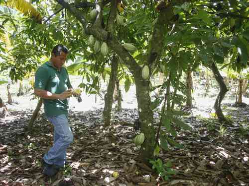 El cacao, como muchos otros frutos, resiente los cambios climáticos en el planeta. En su terreno, el productor Eduardo Vázquez corrobora que su árbol esté libre de plagas.