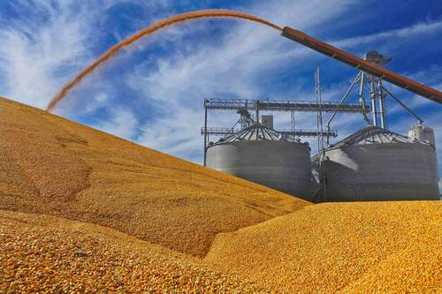 El gobierno de EU solicitó un panel de controversias sobre las reglas de México sobre el maíz transgénico. Agricultores de Illinois depositan el grano cosechado frente a una transportadora.