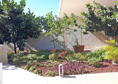 La albahaca de monte integrando la composición florística principal de los jardines de un hospital en el norte de la ciudad de Mérida, Yucatán.  Daniela A. Martínez-Natarén