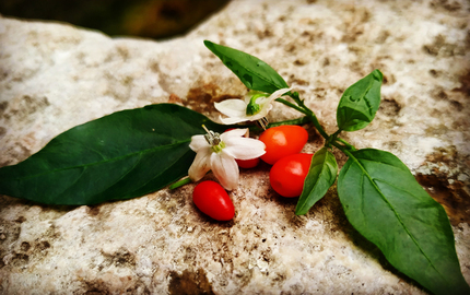 Figura 1. Frutos maduros, flores y hojas de chile maax.  Virginia Solís Montero
