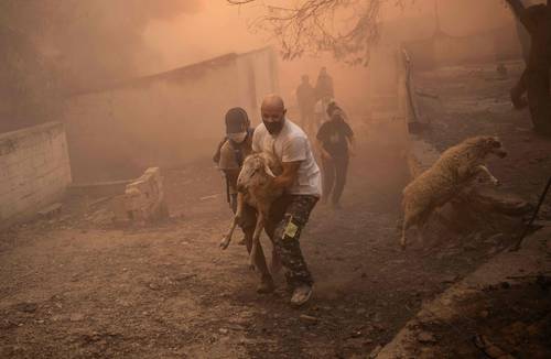 Voluntarios ayudan en el rescate de animales en el poblado de Chasia, luego de que las autoridades griegas apremiaron a evacuar un distrito periférico de Atenas ante el avance de un devastador incendio forestal, el segundo de la temporada estival, que ha dejado 20 muertos en dos días, 18 de ellos migrantes, al tratarse de una zona de cruce cerca de la frontera con Turquía. “Es una situación sin precedente con condiciones meteorológicas extremas”, declaró el portavoz de los bomberos Yannis Artopios a la cadena de televisión ERT. Unos 25 mil habitantes de la localidad de Ano Liosia, al noroeste de la capital griega, deberán abandonar sus hogares.